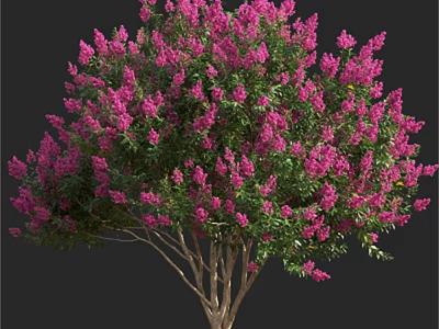 Lush Pink Flowering Tree With Abundant Blooms And Vibrant Green Leaves 3d model