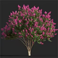 Lush Pink Flowering Tree With Abundant Blooms And Vibrant Green Leaves