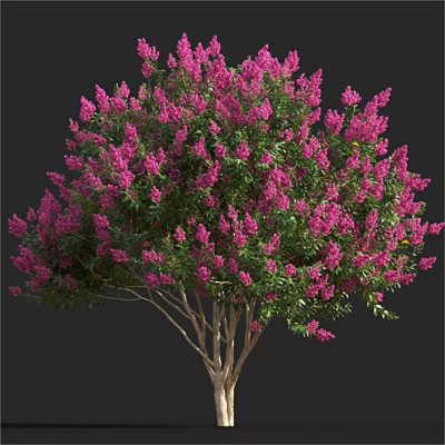 Lush Pink Flowering Tree With Abundant Blooms And Vibrant Green Leaves 3d model