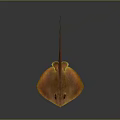 Orange Yellow Stingray With Flat Body And Long Tail On Dark Background