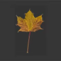 Vibrant Autumn Maple Leaf with Yellow and Orange Tones on Dark Background 3d model