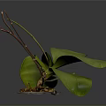 Orchid Plant Organs With Green Leaves Brown Stems And Hairy Roots On Dark Background