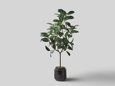 Bonsai Potted Plant With Green Leaves In Black Pot For Indoor Decoration 3d model