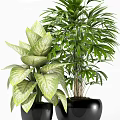Indoor Bonsai Potted Plants with Variegated Broad Leaves in Black Pots