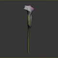 Elegant Purple Calla Lily with Curved Petal and Slender Green Stem on Gray Background