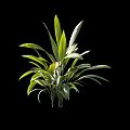 Green Arbor Plant With Fresh Green Leaves Measuring 75cm Height Isolated On Black