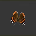 Orange and black butterfly with white spots spread wings detailed wing textures on dark background