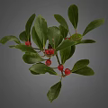 Healthy Plant Branch With Fresh Green Leaves And Red Berries