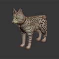 Striped Cat With Red Collar And Bell Standing On Shiny Surface Against Dark Background