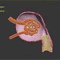 Detailed Human Skin Organ Anatomy With Hair Follicles Blood Vessels And Tissue Layers