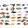 Various Colorful Aquatic Animals Featuring Different Fish Species And Varieties