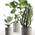 Various Potted Plants Including Large Leafy Green And Cactus In Concrete Pots
