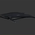 Realistic Gray Whale With Smooth Skin Fins And Tail On Black Background