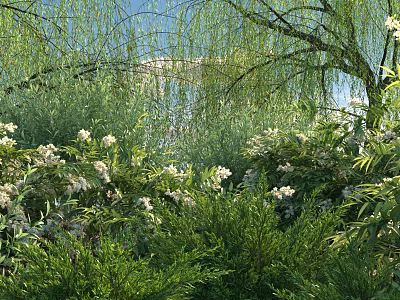 Lush Green Foliage With White Flowers Under Weeping Willow By Calm Lake And Blue Sky 3d model