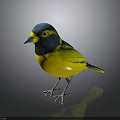 Vibrant Bird With Blue Head Yellow Body And Black Throat On Black Reflective Background