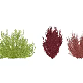Green Red and Burgundy Shrubs Different Colored Varieties for Garden Landscaping