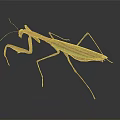 Praying Mantis A Flying Insect With Brown Green Body And Slender Legs On Dark Background