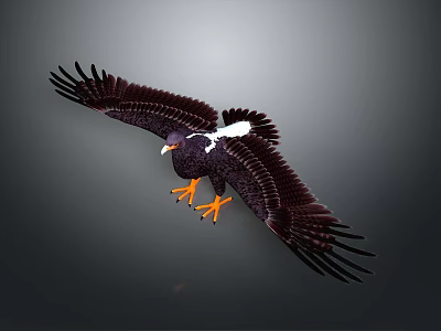 Eagle Flying with Spread Dark Wings White Patch and Orange Claws 3d model