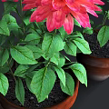 Vibrant Potted Plants With Red Dahlia Flowers Green Leaves And Brown Clay Pots