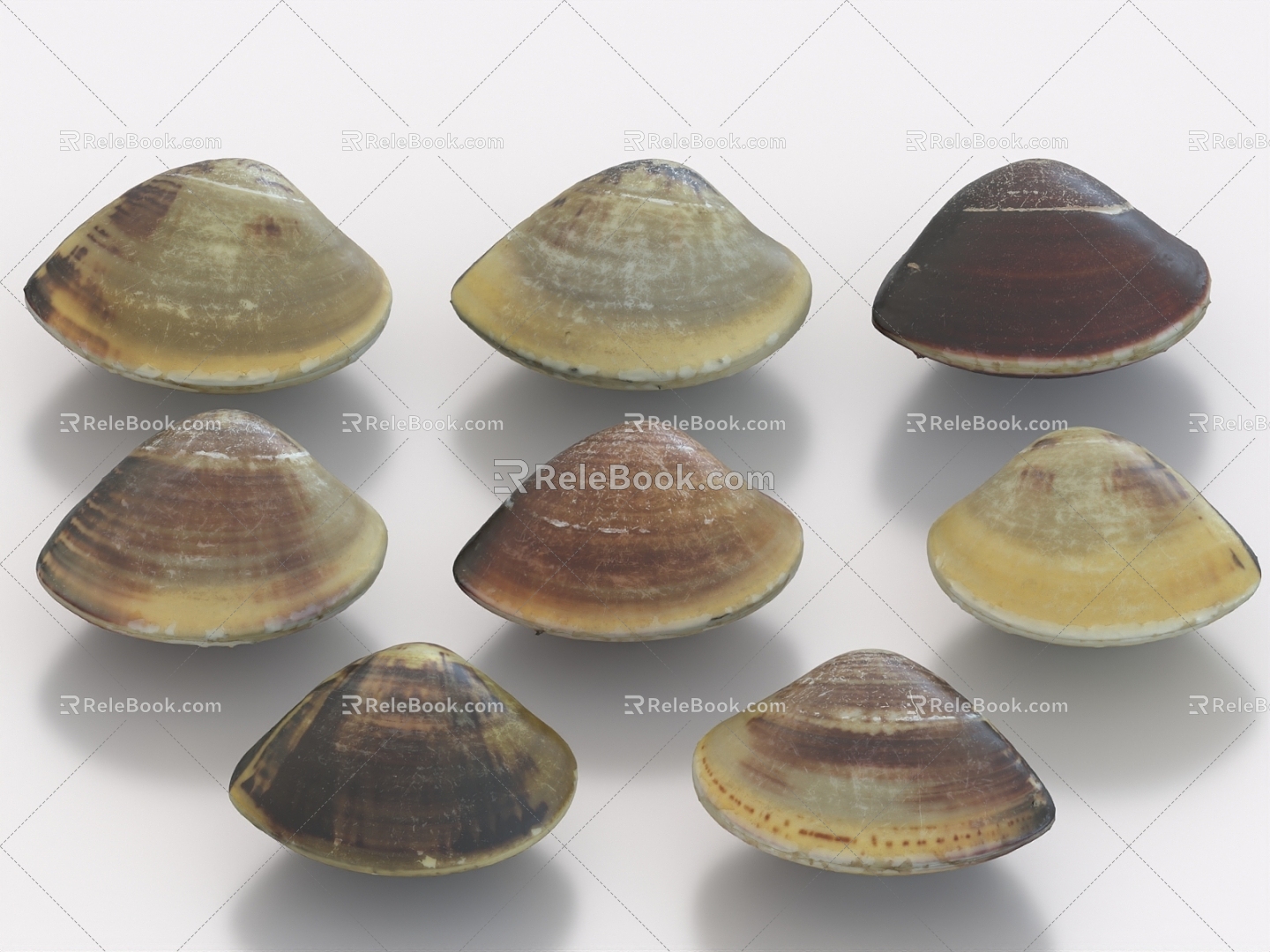 Clam clam clam clam clam Xi Shi tongue clam flower shell seafood shell food 3d model