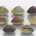 Clam clam Xi Shi tongue clam flower shell seafood shell food 3d model