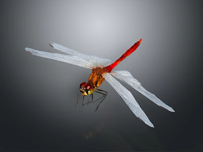 Red Dragonfly With White Wings And Yellow Eyes On Dark Background With Reflection 3d model
