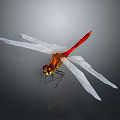 Red Dragonfly With White Wings And Yellow Eyes On Dark Background With Reflection