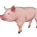 Pig Piglet Pig Bajie Second Senior Brother Fat Pig Northeast Min Pig Northwest Bamei Pig Zhejiang Jinhua Pig Central China Two Black Pig Animal Specimens 3d model