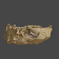 Ancient Skull Specimen Studied In Australian National University Digital Humanities Research