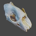 Detailed Animal Skull With White And Orange Texture Visible Teeth And Eye Sockets