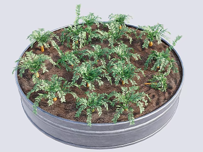 Carrots Growing in Round Metal Tub with Fresh Green Leaves and Soil 3d model