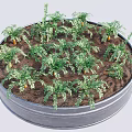 Carrots Growing in Round Metal Tub with Fresh Green Leaves and Soil