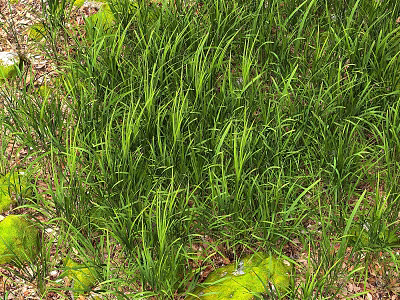 Lush Green Grass Growing With Fresh Moss And Fallen Leaves On Ground 3d model