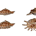 Spider Snail Conch Combination Conch Animal Shell Spider Snail Conch Animal Shell 3d model
