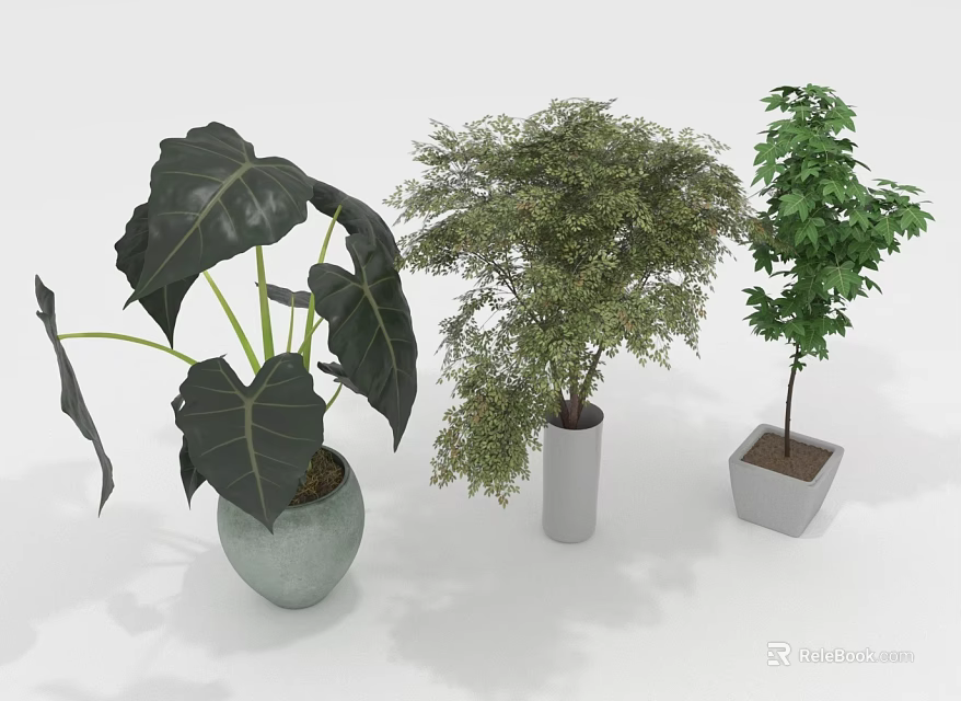 Three Different Indoor Plants in Various Shaped Pots with Green Leaves 3d model 