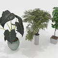 Three Different Indoor Plants in Various Shaped Pots with Green Leaves