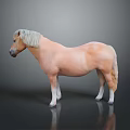 Light Brown Horse With White Mane And Tail Standing On Dark Background With Reflection 3d model