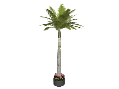 Tall Palm Tree with White Trunk in Black Pot Surrounded by Pink Flowers 3d model
