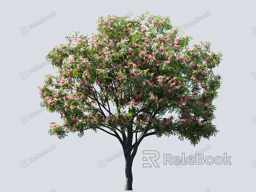 acacia tree flowering tree pink flowering tree street tree municipal tree point view tree model