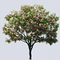 acacia tree flowering tree pink flowering tree street tree municipal tree point view tree 3d model