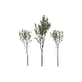 Three Garden Decorative Trees With Slender Trunks Green Foliage And Natural Style