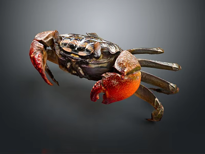 Red Clawed Brown Crab With Detailed Shell On Dark Background View 3d model