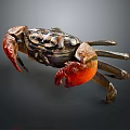 Red Clawed Brown Crab With Detailed Shell On Dark Background View