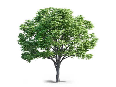 Lush Green Arbor Tree With Dense Foliage And Strong Brown Trunk 3d model