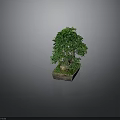 Bonsai Plant With Lush Green Leaves Thick Trunk And Moss In Square Pot