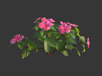 Blooming Vibrant Pink Flowers With Lush Green Leaves For Garden Decoration 3d model
