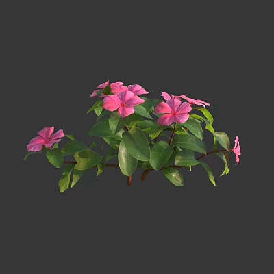 Blooming Vibrant Pink Flowers With Lush Green Leaves For Garden Decoration 3d model