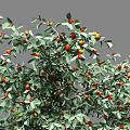 Two Lush Trees With Green Leaves And Red Orange Fruits Foliage