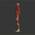 Human Limb Muscular System Anatomical Model Showing Detailed Muscle Structure 3d model