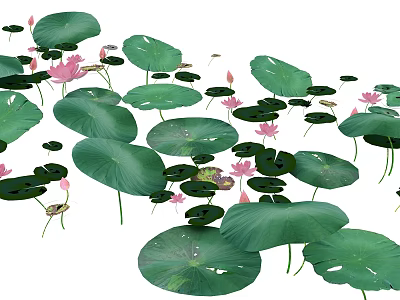 Lotus Flowers And Green Leaves Floating On Serene Pond Water 3d model